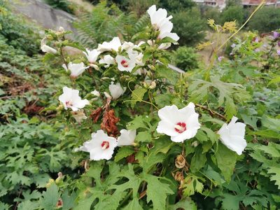 Hibiscus syriacus, photographed by Thor-Rune Hansen