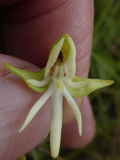 Habenaria barbertoni, photographed by Andrew Hankey