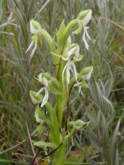 Habenaria barbertoni, photographed by Andrew Hankey