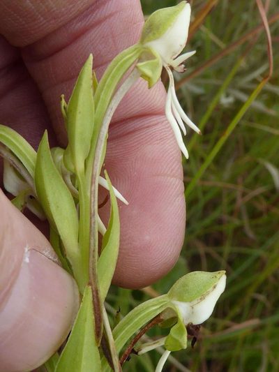 Habenaria barbertoni, photographed by Andrew Hankey