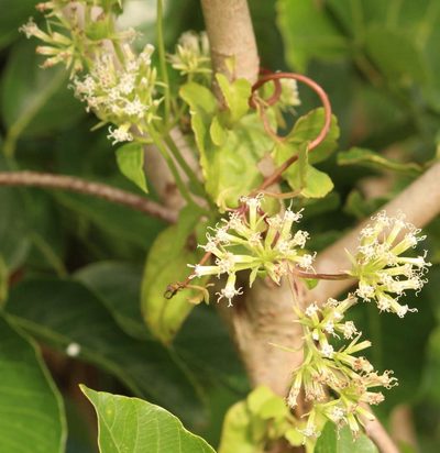 Mikania natalensis, photographed by Robert Taylor