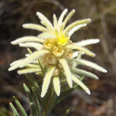 Phylica velutina, photographed by Nicola van Berkel