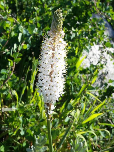 Bulbinella cauda-felis, photographed by Chris Vynbos