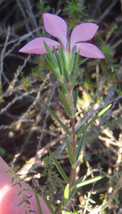 Acmadenia trigona, photographed by Nicola van Berkel