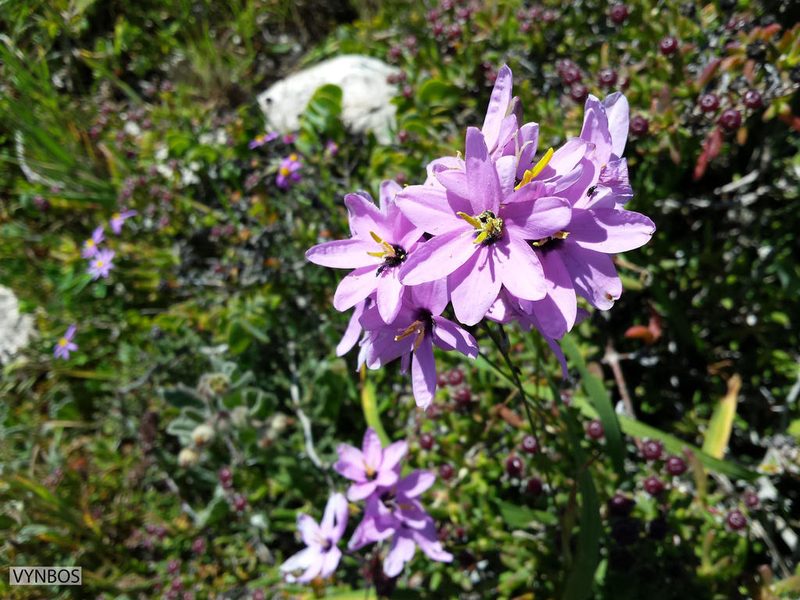 Ixia purpureorosea, photographed by Chris Vynbos