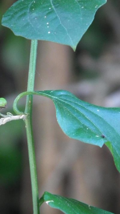 Distephanus anisochaetoides, photographed by Shaun Swanepoel