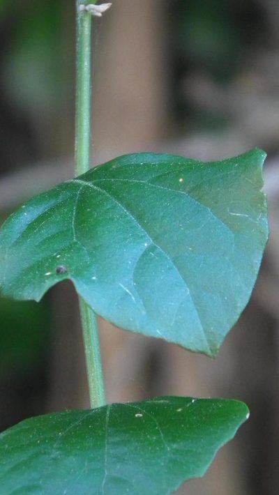 Distephanus anisochaetoides, photographed by Shaun Swanepoel