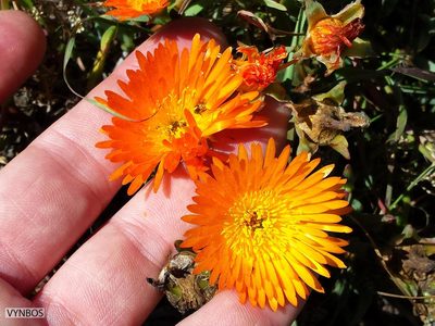 Lampranthus aureus, photographed by Chris Vynbos