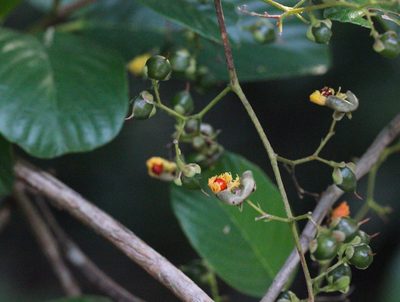 Tetracera sarmentosa, photographed by Agnes Trekker