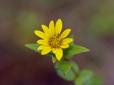 Helianthus hirsutus, photographed by Michelle W. （鍾偉瑋）