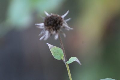 Helianthus hirsutus, photographed by Clay