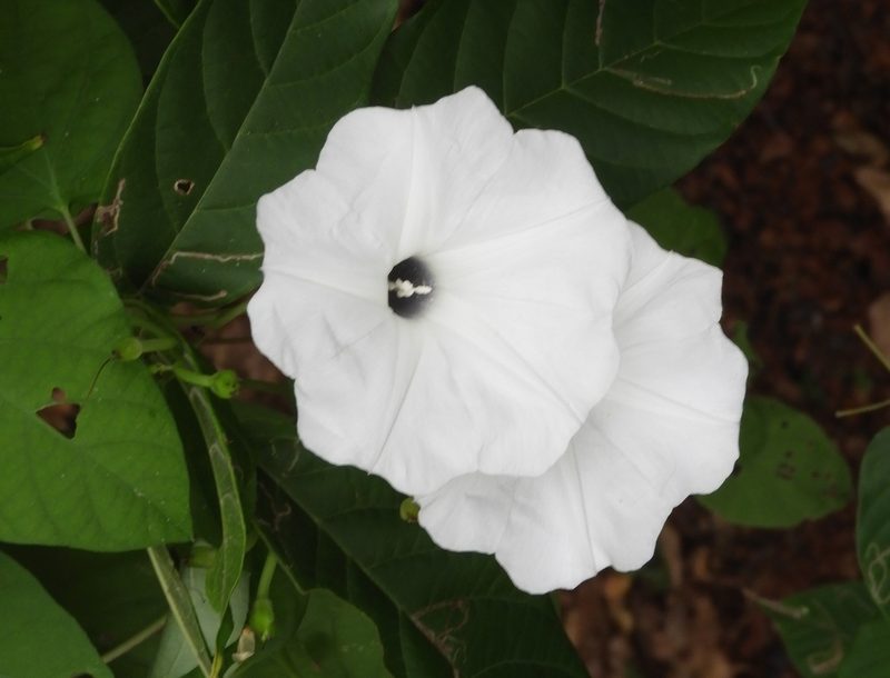 Ipomoea scopulorum, photographed by Francisco Farriols Sarabia