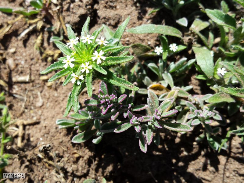 Zaluzianskya parviflora, photographed by Chris Vynbos