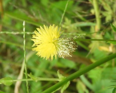Neptunia plena, photographed by Francisco Farriols Sarabia