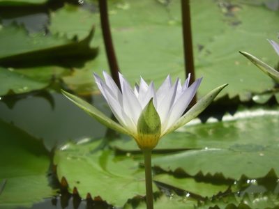 Nymphaea elegans, photographed by Francisco Farriols Sarabia