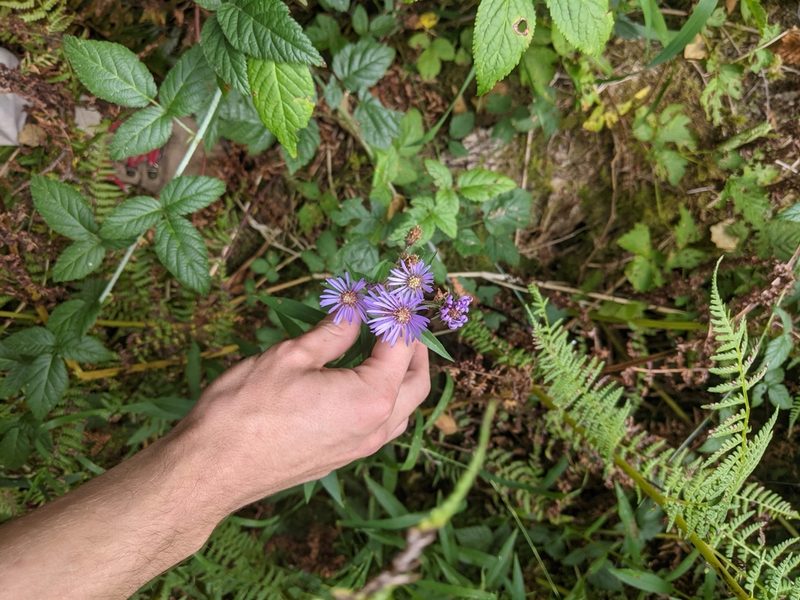 Canadanthus modestus, photographed by Liam Gerry