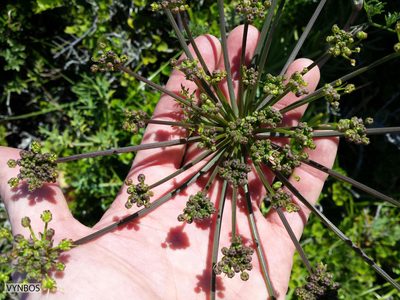 Cynorhiza typica, photographed by Chris Vynbos