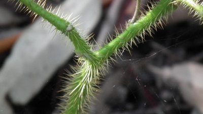 Solanum aculeatissimum, photographed by Shaun Swanepoel