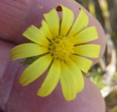 Ursinia hispida, photographed by Nicola van Berkel