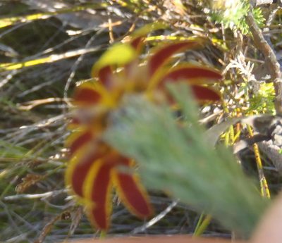 Ursinia hispida, photographed by Nicola van Berkel