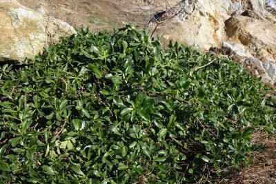 Lepidium crassum, photographed by John Barkla