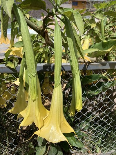 Brugmansia aurea, photographed by Line Juul Nielsen