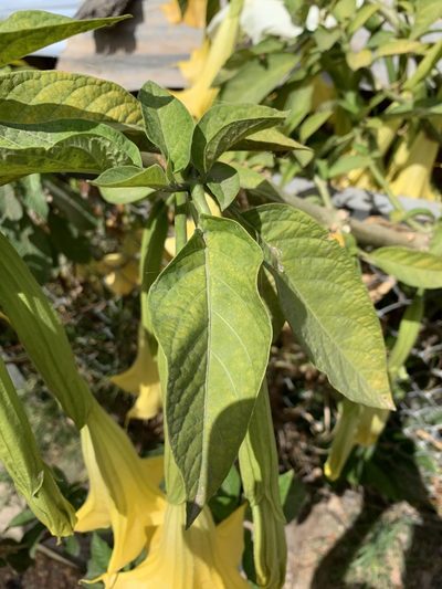 Brugmansia aurea, photographed by Line Juul Nielsen