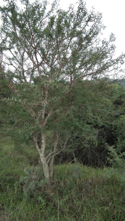 Vachellia natalitia, photographed by Shaun Swanepoel