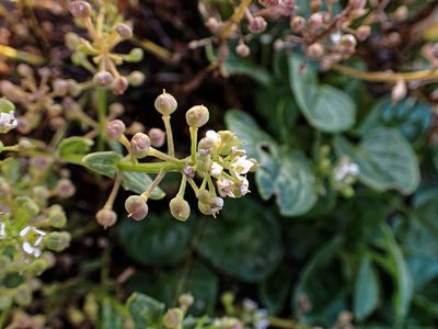 Cochlearia officinalis, photographed by Donald Davesne