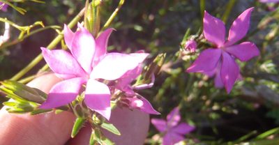 Acmadenia trigona