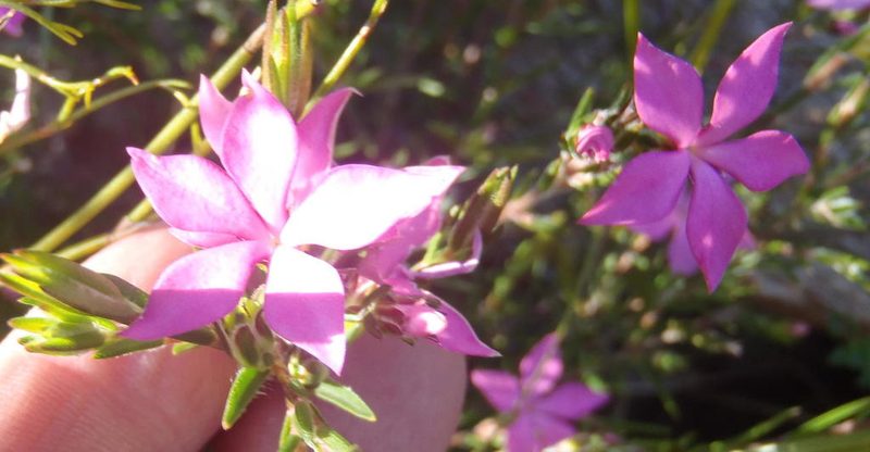 Acmadenia trigona, photographed by Nicola van Berkel