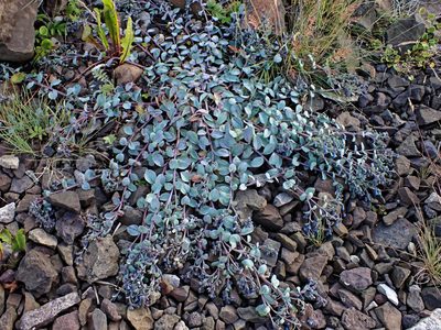 Mertensia maritima, photographed by Donald Davesne