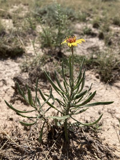 Gaillardia multiceps, photographed by Cecelia Alexander