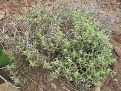Mesembryanthemum nitidum, photographed by douglaseustonbrown