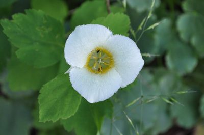 Calochortus apiculatus, photographed by Rusty