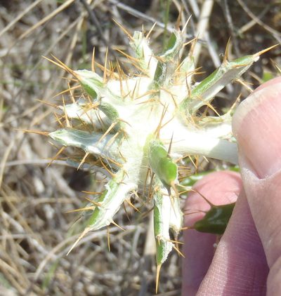 Berkheya angustifolia, photographed by Nicola van Berkel