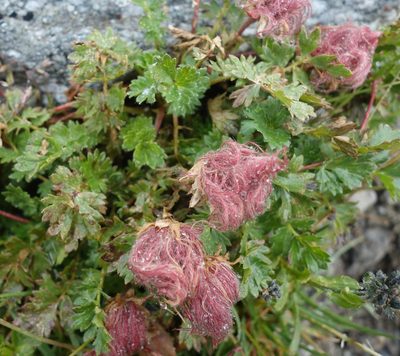 Geum reptans, photographed by Jan Vršovský