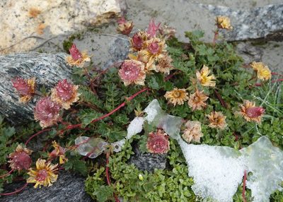 Geum reptans, photographed by Jan Vršovský