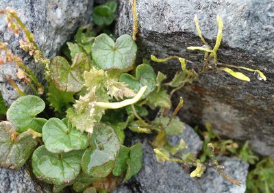 Oxyria digyna, photographed by Jan Vršovský