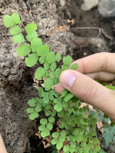 Adiantum orbignyanum, photographed by Line Juul Nielsen
