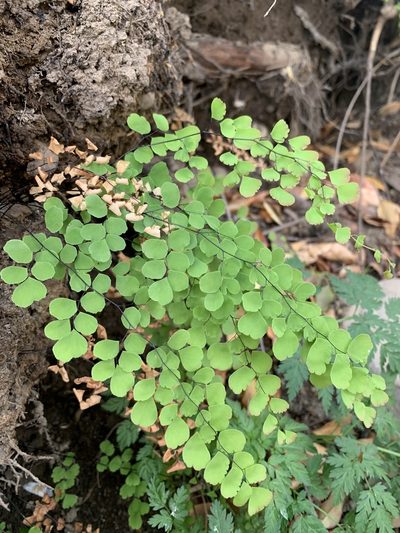 Adiantum orbignyanum, photographed by Line Juul Nielsen