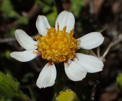 Senecio tortuosus, photographed by Nicola van Berkel