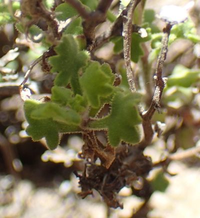 Senecio tortuosus, photographed by Nicola van Berkel