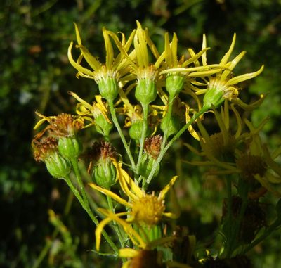 Jacobaea erucifolia, photographed by Jon Mortin