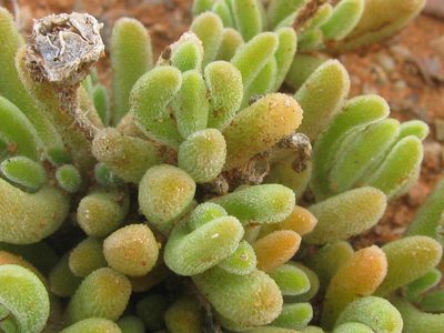 Drosanthemum framesii, photographed by douglaseustonbrown
