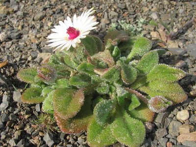 Cleretum maughanii, photographed by douglaseustonbrown