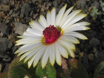 Cleretum maughanii, photographed by douglaseustonbrown