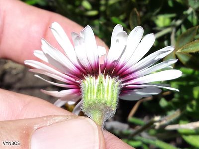 Felicia elongata, photographed by Chris Vynbos