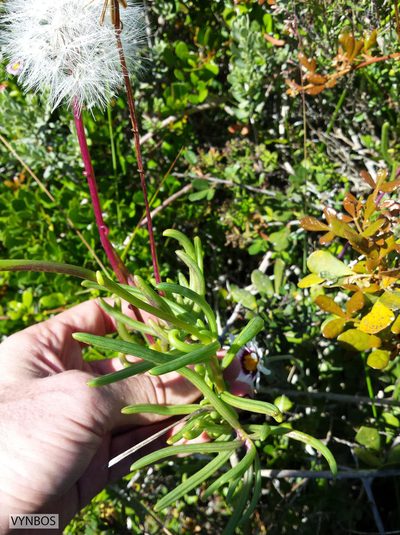 Senecio aloides, photographed by Chris Vynbos