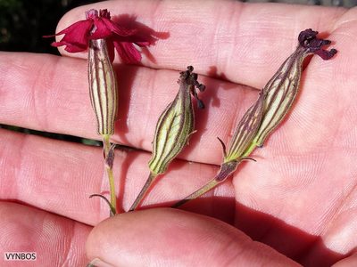 Silene ornata, photographed by Chris Vynbos